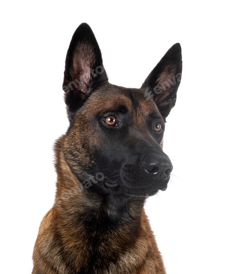 Preview: malinois in studio