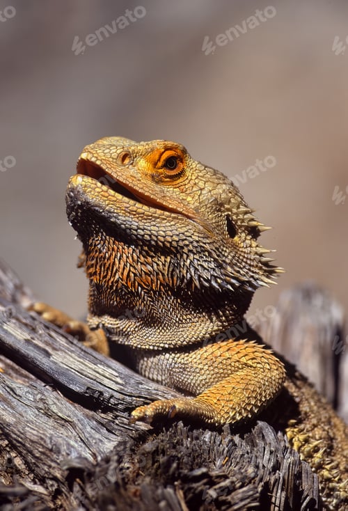 Preview: Close-up shot of a bearded dragon perched on a wooden branch with its mouth wide open