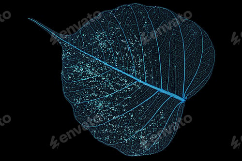 Preview: Single skeleton leaf isolated on black background