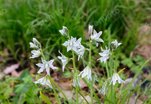 Preview: Beautiful flowers of Ornithogalum Nutans