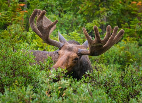 Preview: Moose close-up near long lake trail Colorado