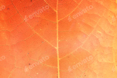 Preview: Orange leaf pattern textured backdrop