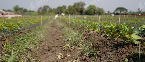 Preview: Horizontal image of eggplant growing in the farmer field on a sunny day.