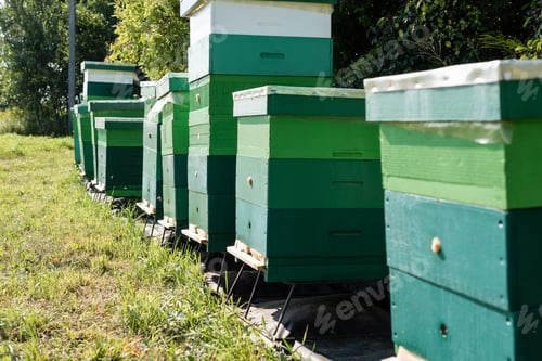 Preview: row of beehives on apiary outdoors