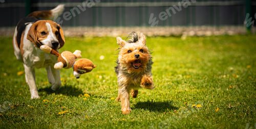 Preview: Cute Yorkshire Terrier dog and beagle dog chese each other in backyard.