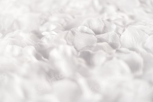 Preview: Soft ethereal white background of flower petals
