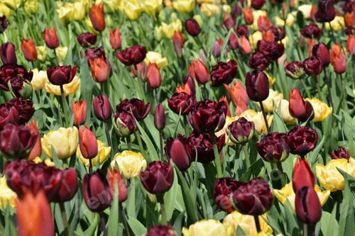 Preview: yellow, orange and burgundy tulips in the sunshine