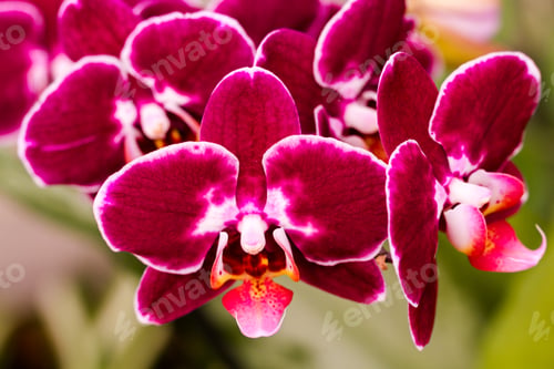 Preview: Orchids