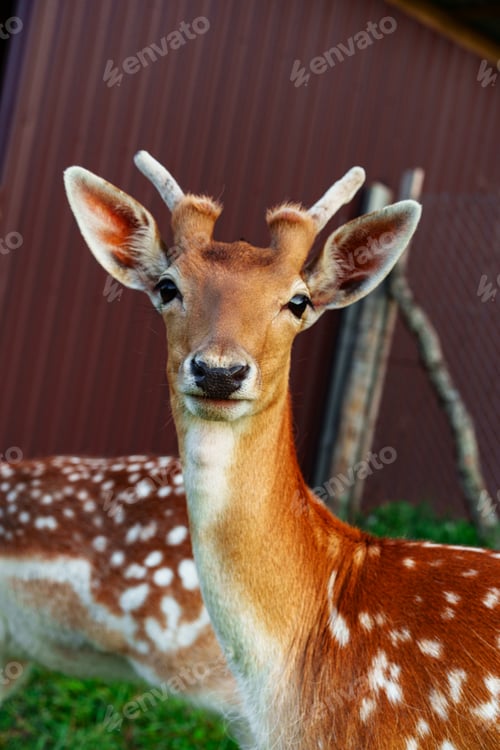 Preview: Spotted deer stands gracefully in a lush green environment during the day at a wildlife sanctuary in