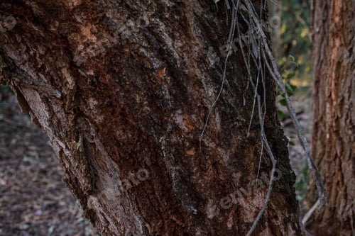 Preview: Kenya Forest Outdoors Textures Plants Vegetaion Park Exteriors Landscapes
