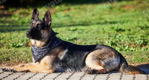 Preview: Every dog deserves a happy life like this