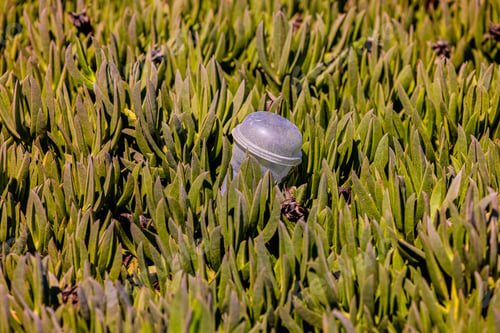 Preview: plastic cup in the mangrove forest.pollution