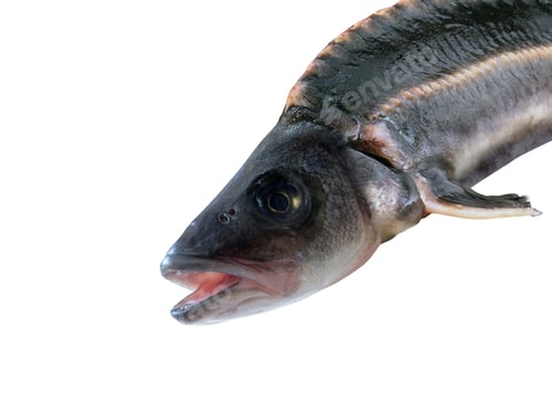 Preview: Fish isolated on white