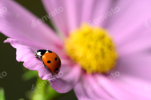 Preview: Ladybug Eating Aphids on Green Plant, Macro Shot of Natural Pest Control