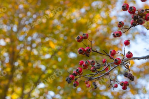 Preview: Red Berries And Yellow Leaves On A Tree