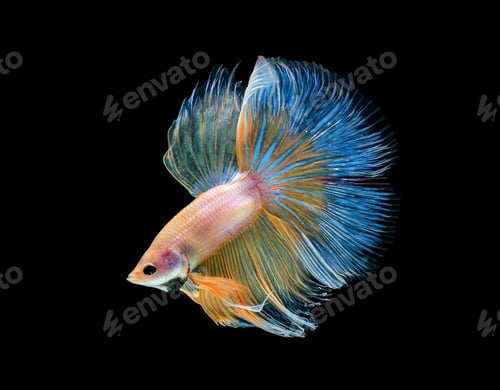 Preview: Betta fish, siamese fighting fish isolated on black background