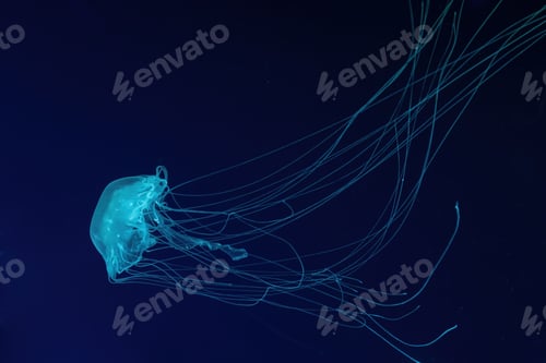 Preview: One Fluorescent Jellyfish Swimming Underwater Aquarium Pool With Blue Neon Light