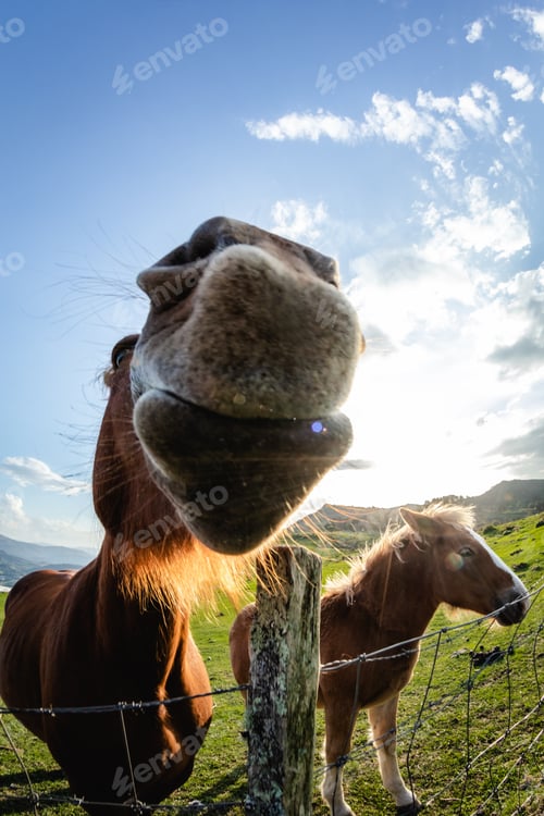 Preview: horses with funny and curious faces in freedom on the mountain