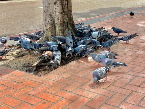 Preview: City pigeons eating food on the sidewalk in downtown San Diego