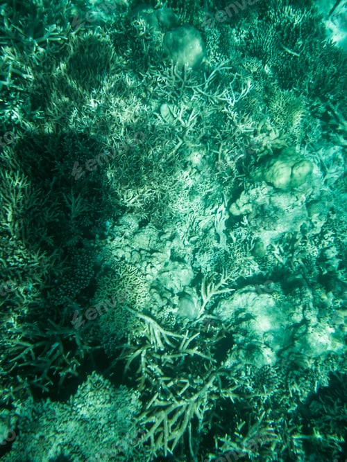 Preview: top view of bottom of the sea with corals in a crystal clear emerald water