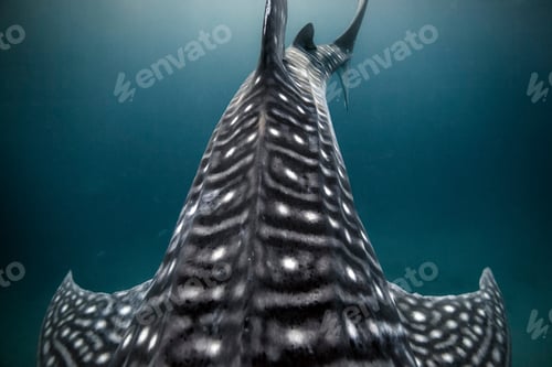 Preview: Whale Shark (Rhincodon typus) swimming in the deep water off Malapascua Island, Cebu, Philippines