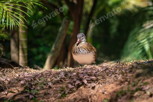 Preview: Female Wood Duck (Aix sponsa) or Carolina Duck