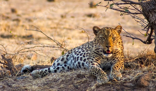 Preview: A Travel Around the world with beautiful Zambia Wildlife picture