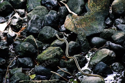 Preview: Snake on river rocks