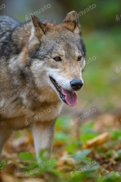 Preview: Close up portrait wolf in autumn forest background