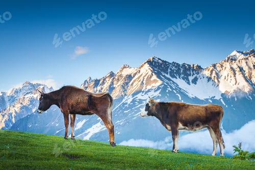 Preview: Two brown cows grazing on green mountain pastures
