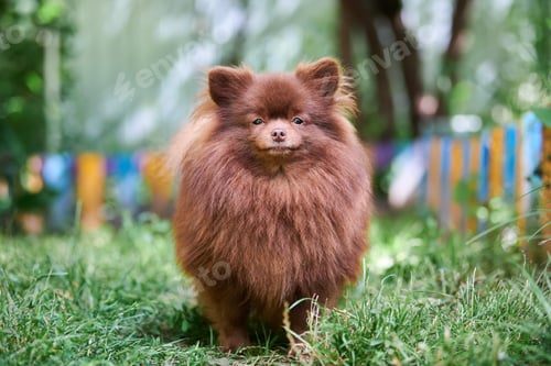 Preview: Pomeranian Spitz brown dog in garden