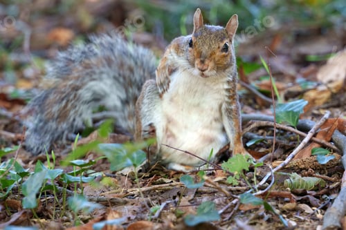 Preview: Squirrel in the park of Monza, Italy, at September