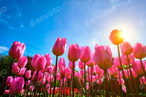 Preview: Blooming tulips against blue sky low vantage point