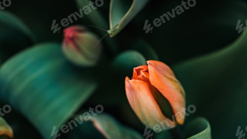Preview: Selective focus shot of an orange tulip in the garden