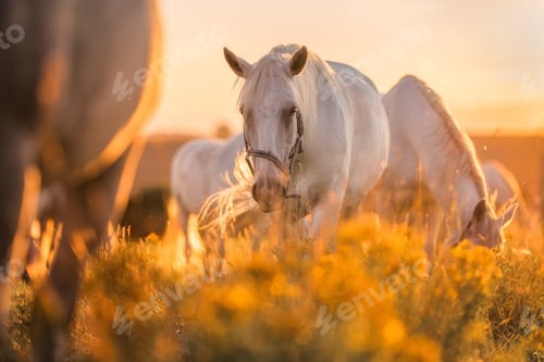 Preview: White horse and beautiful sunny autumn day.