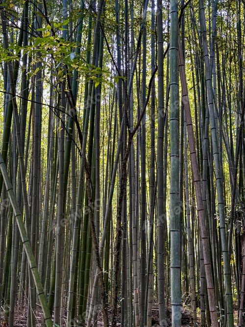 Preview: Famous Arashiyama Bamboo Forest in Kyoto, Japan
