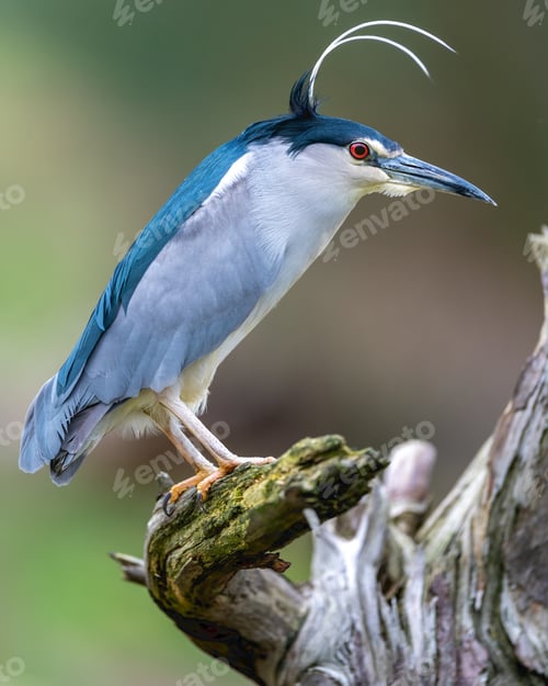 Preview: Close-up shot of a Black-crowned night heron bird perched atop a bare tree branch