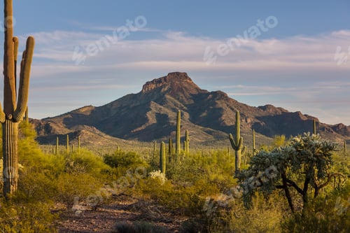 Preview: Saguaro