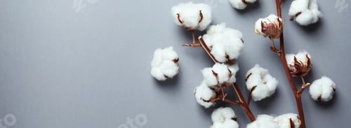 Preview: Cotton plant branches on gray background, space for text