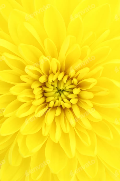 Preview: Yellow chrysanthemum center close-up shot
