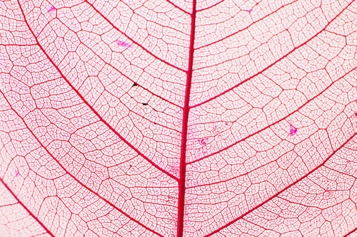 Preview: Macro photo of autumn foliage. pink leaf texture background