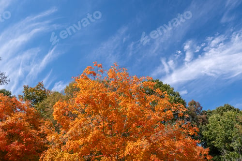 Preview: Autumn nature in North Carolina mountain woods