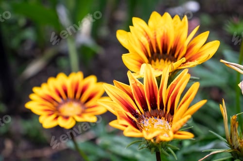 Preview: Gazania yellow flower in the garden