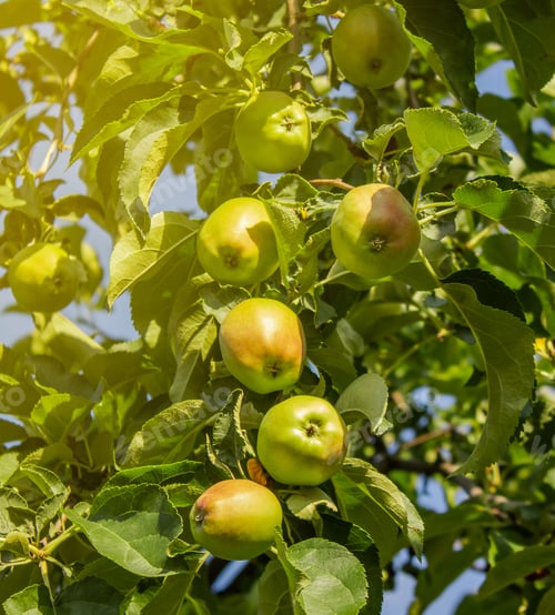 Preview: Green apples on an apple-tree branch in garden