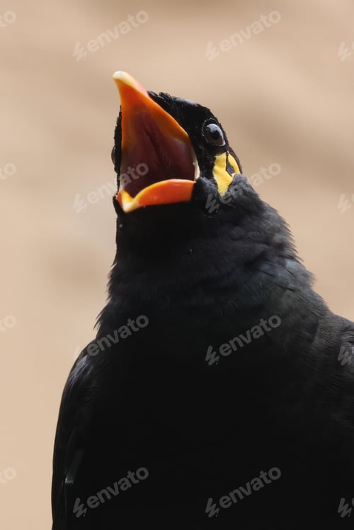 Preview: Close up view of a common hill myna (Gracula religiosa)