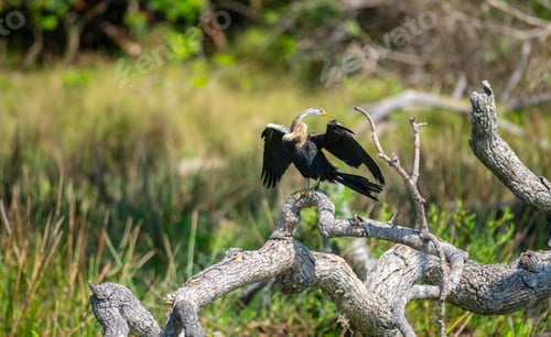 Preview: Oriental Darter drying itself with outstretched wings, perched on fallen tree in Yala National Park.