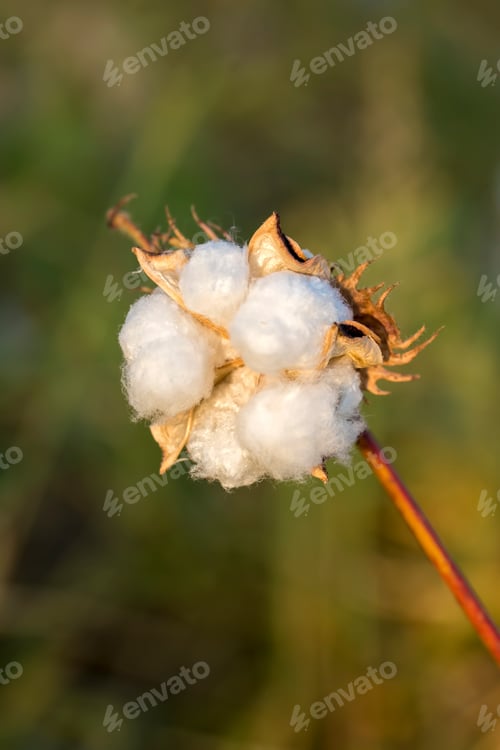 Preview: Cotton fields ready for harvesting, agriculture photo.