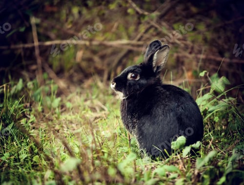 Preview: Black Rabbit