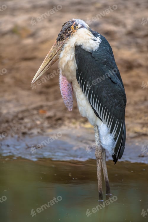 Preview: Marabou stork