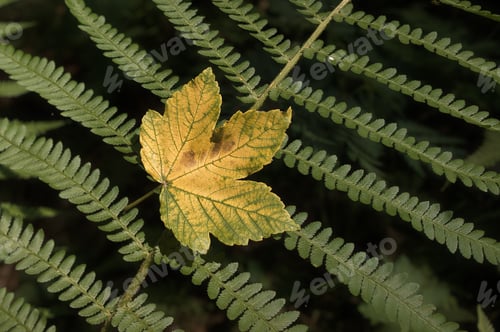 Preview: Yellow leaf on fern